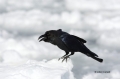 Corvus-macrohynchos;Jungle-Crow;One;one-animal;avifauna;bird;birds;feather;feath